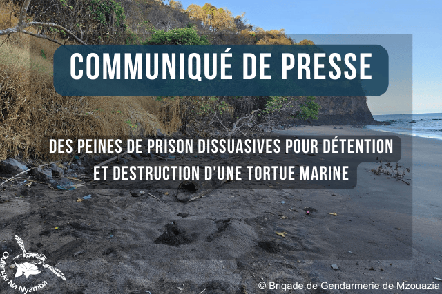 Des peines de prison dissuasives pour détention et destruction d'une tortue marine